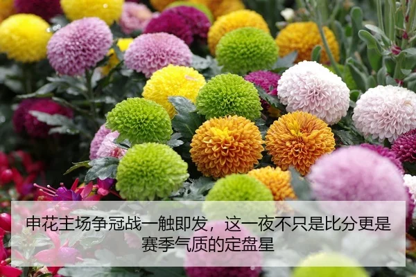 申花主场争冠战一触即发，这一夜不只是比分更是赛季气质的定盘星